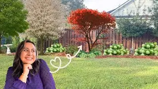 Design special areas in your garden for year-round interest (Japanese Maple love)