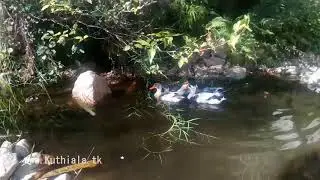 Ducks In Their Natural Habitat
