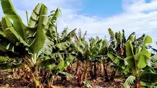 Old Banana Plantation (Musa x acuminata 