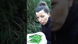 Spruce tips for food and medicine
