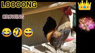 LONG AND FUNNY  ROOSTER CROWING 😁,TRY NOT TO LAUGH || #funnyvideo