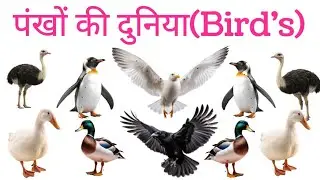पंखों की दुनिया | Birds Name in Hindi for Kids।रंग-बिरंगे पक्षियों के नाम।