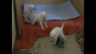Kishu puppies 4 weeks - www.kishu.cz
