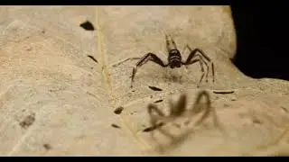 Spider Territorial Dominance Display Of The Aussie Bronze Jumper Spider 😘😍🥰🤩❤️