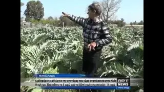 Αναπτύσσεται η καλλιέργεια αγκινάρας