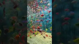 India&rsquo;s largest under water tunnel Aquarium in Mumbai 📍Day175 #aquarium #fishes #borivaliwest
