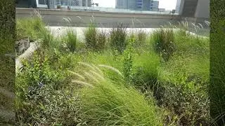 Extensive & Sustainable Green Roof in UAE