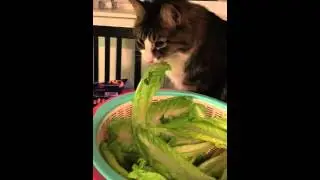 cat versus lettuce