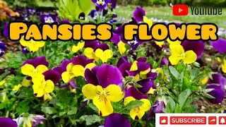 Pansies Flower Collection for Summer