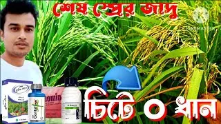 ধানের অধিক ফলন পেতে শেষ স্প্রে|Dhaner অনুখাদ্য কীটনাশক এবং ছত্রাকনাশক|ধানের শীষে  স্প্রে করা যায়?