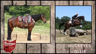 ( SOLD )Ollie 6 yr old Freisian cross rides western| English| Bareback| traffic safe| Drives| versa