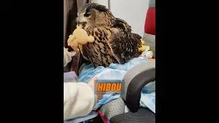 Un homme a trouv&eacute; un hibou et cela a apport&eacute; une surprise inattendue &agrave; sa famille#animal animaux