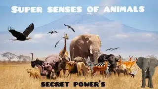 Super Senses of animals  #senses #youtube #animal