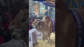 cow video #cowvideos #cow #cco