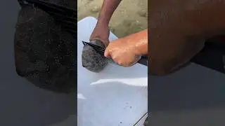 REVEALING Sand Dollar Secrets | Ocean Treasure Cutting Experiment! 🌊⭐