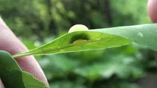 Gallmidge (Cecidomyiidae) on Ash Leaf