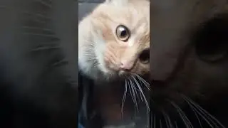 Do you like this cat's eyes?? They are so beautiful! Do you like it?