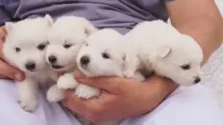 You Won't Believe These TOP 10 Snow White Dogs In The World!