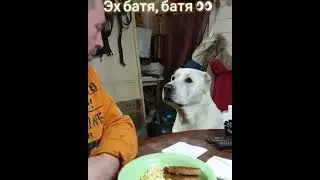 Hungry dog/greedy host/голодный пес/жадный хозяин