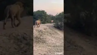 Nkuhuma Talamati Duo #lion #shorts #animals #sabisand #kruger #nature #viral