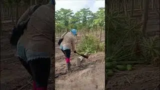 Desi Jugad by Farming #Desi #Jugad #Jugaad #Farming #Kheti #Khetibadi #Agriculture #papaya