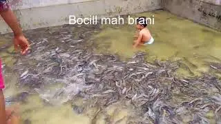 Nyali tigkat tinggi