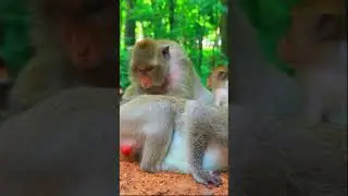 Wild Monkeys Relaxing Time | Amazing Short