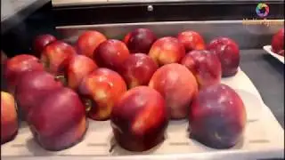 Apple Juice, Modern Fruit Juice Production Process European Standards