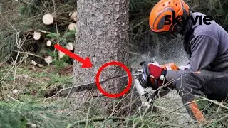 Amazing Fastest Skill Cutting Big Tree ChainSaw Machines - tree removal heavy equipment