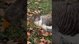 Schwanengesang Schubert #classicalmusic #music G&auml;nse Geese #nature
