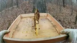 Mountain Camp Feeding: A Lifesaver for Bees