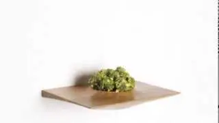 Fresh Plant Pods, an Idea for Invigorating Your Apartment