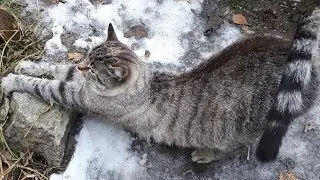 Три кота играют. Зимнее утро в домике для кошек