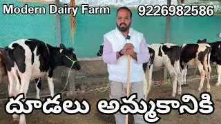  Calfs For Sale Modern Dairy Farms 🐄 promotions 7569202189