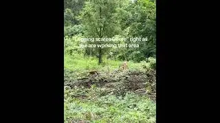 &ldquo;Logging scares deer&rdquo; #logging #whitetail #animal #habitat #wildlife #animals