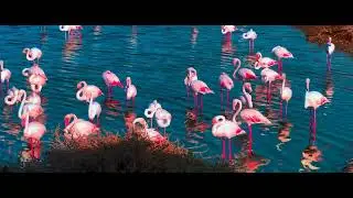 Flock of Flamingos at Ras Al Khor, Wetland Reserve in Dubai, UAE