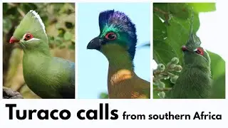 TURACO CALLS from southern Africa - Knysna, Purple-crested, Schalow's and Livingstone's Turaco calls
