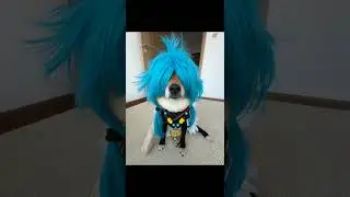 #funny #dog #cosplay  #pets #halloween #mascotcosplay #cute #dogcostume #cosplayinspo #outfit
