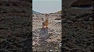 Grey francolin chicks voice #greyfrancolin #kalateetarvoice #teetarchicksvoice
