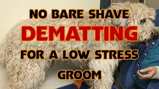 No Full Shave Grooming for a HEAVILY MATTED DOG | dog grooming time lapse before and after