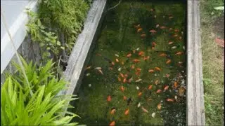 Chiendanuoica  đang phát trực tiếp!