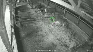 Stall Monitor App Detects Cow Calving in Real Time: Live Barn Camera Demo