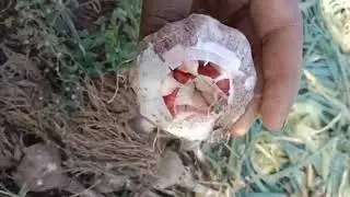 Our Journey Part 12 | Garlic Farming | Fungus attack management #mzandsonsgroup