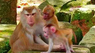 cute baby monkey2023 101