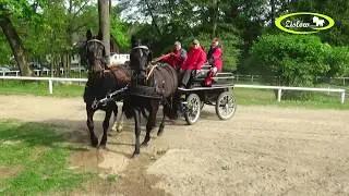 Pferdehof Zislow - Ein Paradies f&uuml;r Gespannfahrer