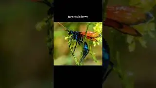 Bug of the week