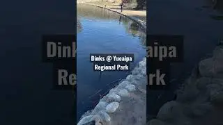 Pesca De Truchas Yucaipa Regional Park// Trout Fishing Dinks Yucaipa Regional Park