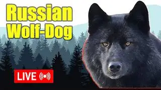 A Home in Mother Russia is live