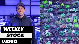 Ep. 109: Eye Catching Coral Weekly Stock Video 12.12.25