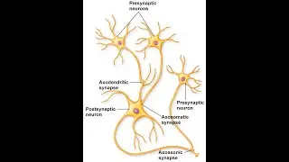 NS PART 3: CNS Synapses Explained: Presynaptic vs Postsynaptic Neurons & Neurotransmitters